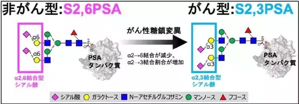 「【弘前大学】前立腺がん診断の精度を飛躍的に高める国産の新規診断法「S2,3PSA%検査」の共同開発と実用化について」の画像