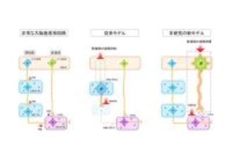 弘前大学医学研究科の引地浩基助手らの研究グループが抗精神病薬の副作用である遅発性ジスキネジアの発症機序を解明