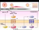 「【東京医科大学】動脈管開存症に対するシクロオキシゲナーゼ阻害薬の投与タイミングに新たな科学的根拠 ～出生後のCOX-2増加が動脈管の解剖学的閉鎖を促進～」の画像1