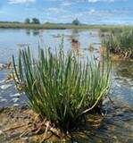 「【東京農業大学（共同研究）】植物の生育促進に関与する新種の細菌2種を発見」の画像2