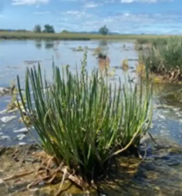 「【東京農業大学（共同研究）】植物の生育促進に関与する新種の細菌2種を発見」の画像