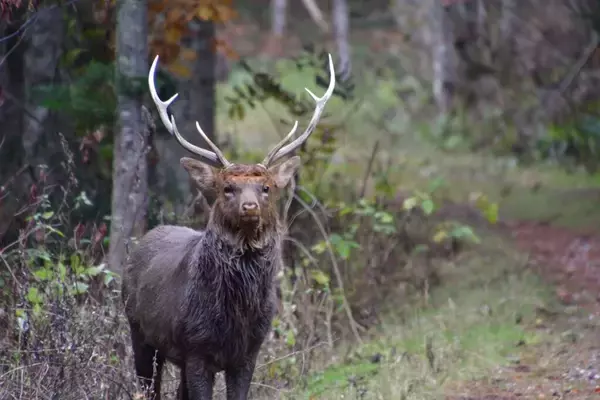 【麻布大学】北海道の野生エゾシカでゲノム配列を解読--高精度ゲノム情報により、シカ科の進化や生態、管理など様々な研究の高度化を後押し