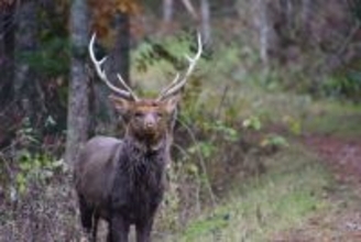 【麻布大学】北海道の野生エゾシカでゲノム配列を解読--高精度ゲノム情報により、シカ科の進化や生態、管理など様々な研究の高度化を後押し