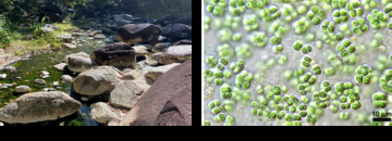 【名城大学】タイの温泉に生きるシアノバクテリアから新しい天然サンスクリーンを発見