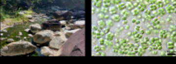 【名城大学】タイの温泉に生きるシアノバクテリアから新しい天然サンスクリーンを発見