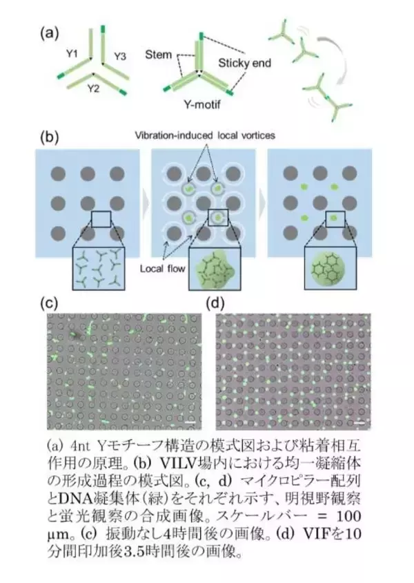 「均一サイズの生体分子凝集体の生成・集積制御を実現～マイクロチップの振動により「微小渦群」を発生させDNAナノ構造の凝集体形成制御に応用～」の画像