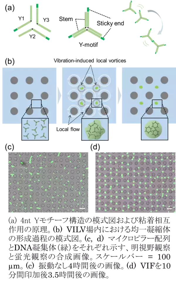 均一サイズの生体分子凝集体の生成・集積制御を実現～マイクロチップの振動により「微小渦群」を発生させDNAナノ構造の凝集体形成制御に応用～