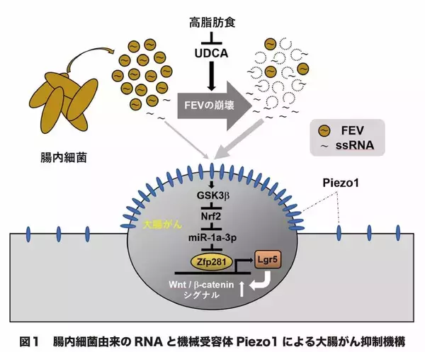 昭和医科大学などの研究グループが、腸内細菌由来RNAと機械刺激受容体Piezo1による新しい大腸がん抑制メカニズムを発見