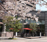 「【東京マリオットホテル】桜の名所・御殿山で麗らかな春を堪能する「GOTENYAMA SAKURA BOX」発売」の画像11