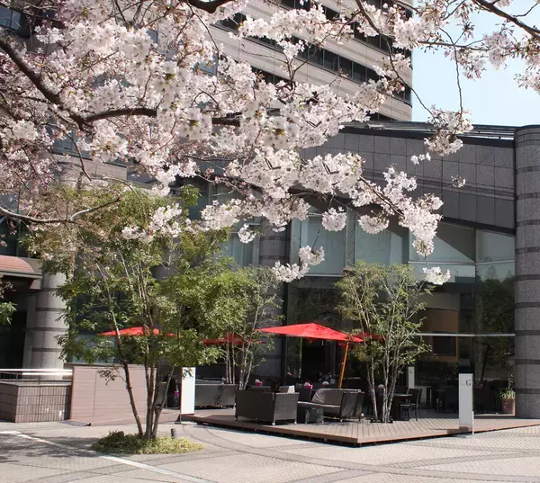 「【東京マリオットホテル】桜の名所・御殿山で麗らかな春を堪能する「GOTENYAMA SAKURA BOX」発売」の画像