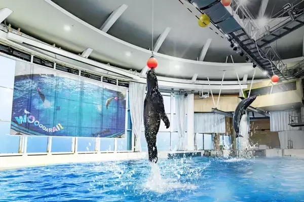 「アクアワールド茨城県大洗水族館のイルカ・アシカオーシャンライブとオーシャンナイトライブ「WOOOOARAI！ーここから始まる、出会いの物語ー」「FLOW A LIFE―鼓動する命の海―」がスタート」の画像