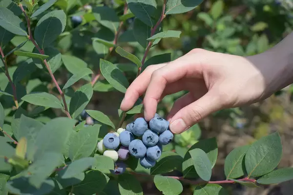 「ハイアット リージェンシー 東京　東京都立川産の完熟ブルーベリーをふんだんに使用したアシェット・デセール“オリエンタル” 6月12日提供開始」の画像