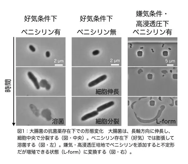 「大腸菌L-formにおいて、隔壁合成はアメーバ様細胞から一定の大きさの球形細胞への変化に必要である〜進化の過程で細胞形態がどのように決められたかの考察〜」の画像