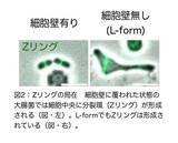 「大腸菌L-formにおいて、隔壁合成はアメーバ様細胞から一定の大きさの球形細胞への変化に必要である〜進化の過程で細胞形態がどのように決められたかの考察〜」の画像2