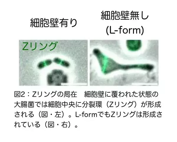 「大腸菌L-formにおいて、隔壁合成はアメーバ様細胞から一定の大きさの球形細胞への変化に必要である〜進化の過程で細胞形態がどのように決められたかの考察〜」の画像