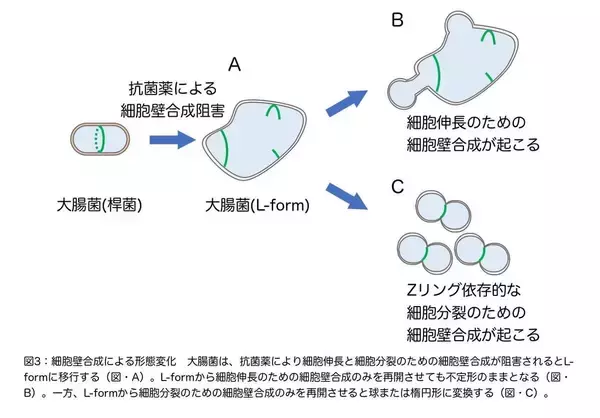 「大腸菌L-formにおいて、隔壁合成はアメーバ様細胞から一定の大きさの球形細胞への変化に必要である〜進化の過程で細胞形態がどのように決められたかの考察〜」の画像