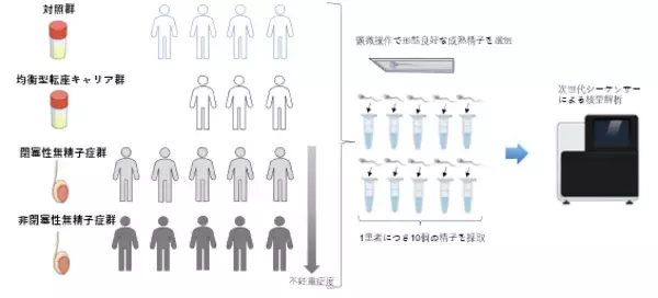 「【横浜市立大学】無精子症患者精子の新たな核型解析手法を開発」の画像