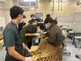 「日本獣医生命科学大学付属動物医療センターで多摩動物公園のチーターを診察・治療 ― 希少動物に関する協定に基づき」の画像1