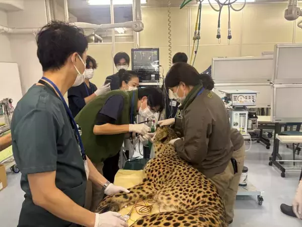 「日本獣医生命科学大学付属動物医療センターで多摩動物公園のチーターを診察・治療 ― 希少動物に関する協定に基づき」の画像