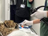 「日本獣医生命科学大学付属動物医療センターで多摩動物公園のチーターを診察・治療 ― 希少動物に関する協定に基づき」の画像3