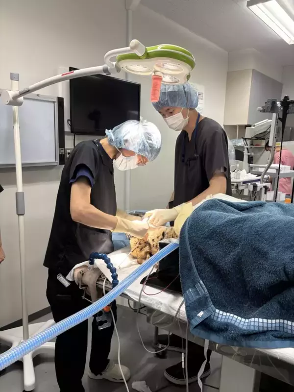 「日本獣医生命科学大学付属動物医療センターで多摩動物公園のチーターを診察・治療 ― 希少動物に関する協定に基づき」の画像