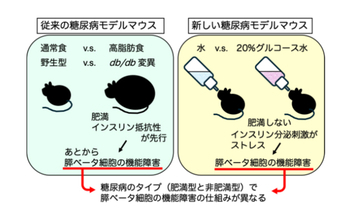 【横浜市立大学】膵ベータ細胞の働き過ぎがストレス