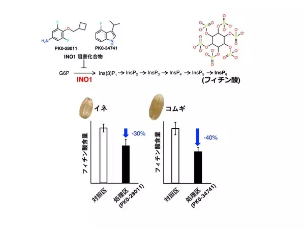 「【Nature Food誌掲載】東洋大学の研究グループが穀物の栄養改善へ　世界初「フィチン酸」を化学的に減らす新しい手法を開発　～遺伝子改変を伴わず、イネとコムギの栄養価を改善～」の画像