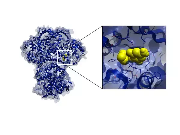 「【Nature Food誌掲載】東洋大学の研究グループが穀物の栄養改善へ　世界初「フィチン酸」を化学的に減らす新しい手法を開発　～遺伝子改変を伴わず、イネとコムギの栄養価を改善～」の画像