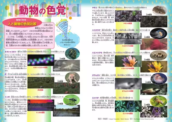 「東京工芸大学・色の国際科学芸術研究センター監修『ずかん「色」』が発行 ― 身の回りの「色」のフシギを徹底解剖」の画像