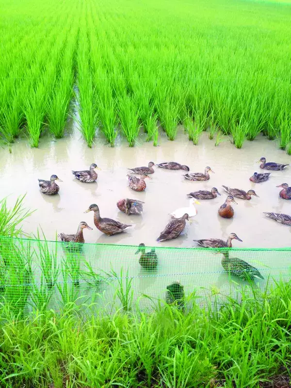 「新潟県のアンテナショップ「表参道・新潟館 ネスパス」で、イベント「ネスパスうまいもの大集合！」を開催中です」の画像