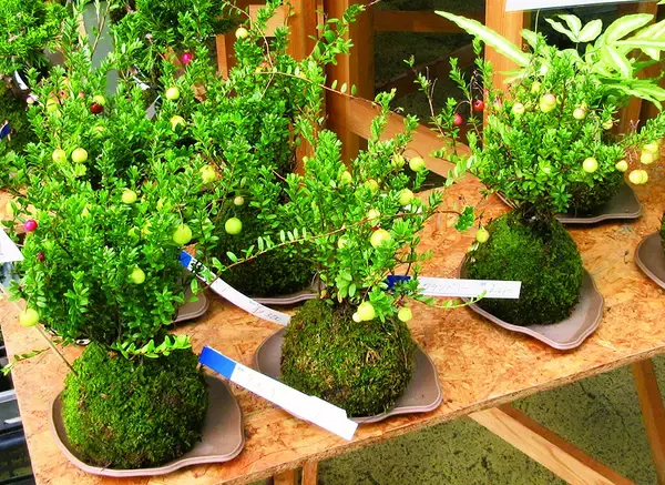 「新潟県のアンテナショップ「表参道・新潟館 ネスパス」で、イベント「ネスパスうまいもの大集合！」を開催中です」の画像