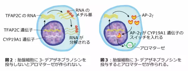 女性ホルモンが胎盤で作られる仕組みを解明