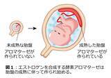 「女性ホルモンが胎盤で作られる仕組みを解明」の画像2
