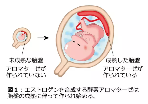 「女性ホルモンが胎盤で作られる仕組みを解明」の画像