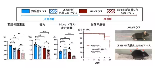 ダイアベティス（糖尿病）に伴う筋肉の衰えを防ぐ仕組みを解明