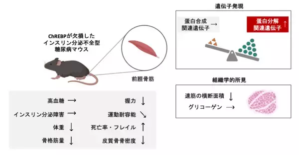 「ダイアベティス（糖尿病）に伴う筋肉の衰えを防ぐ仕組みを解明」の画像