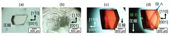 「タンパク質結晶の高強度化と高延性化を実現」の画像