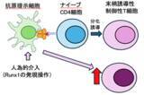 「制御性T細胞を産み出す細胞の操作法を発見－外来性抗原への過剰な免疫応答を抑制する可能性－」の画像1