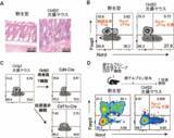 「制御性T細胞を産み出す細胞の操作法を発見－外来性抗原への過剰な免疫応答を抑制する可能性－」の画像2