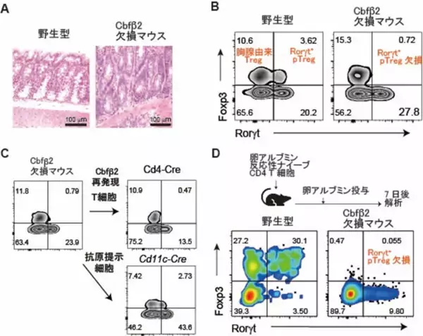 「制御性T細胞を産み出す細胞の操作法を発見－外来性抗原への過剰な免疫応答を抑制する可能性－」の画像