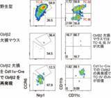 「制御性T細胞を産み出す細胞の操作法を発見－外来性抗原への過剰な免疫応答を抑制する可能性－」の画像3