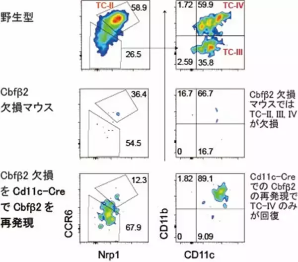 「制御性T細胞を産み出す細胞の操作法を発見－外来性抗原への過剰な免疫応答を抑制する可能性－」の画像