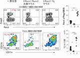 「制御性T細胞を産み出す細胞の操作法を発見－外来性抗原への過剰な免疫応答を抑制する可能性－」の画像4