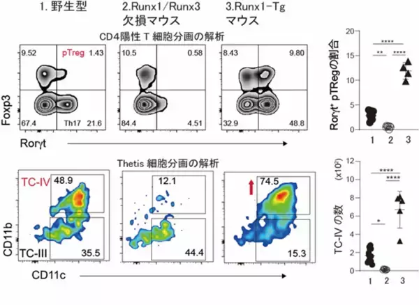「制御性T細胞を産み出す細胞の操作法を発見－外来性抗原への過剰な免疫応答を抑制する可能性－」の画像