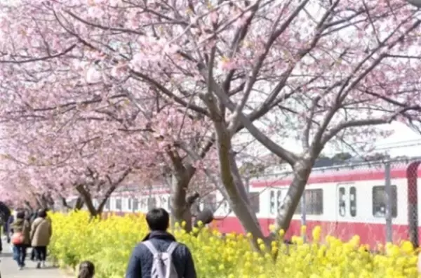 「「三浦海岸河津桜2026」キャンペーンを開催します！」の画像