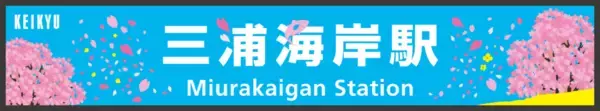 「「三浦海岸河津桜2026」キャンペーンを開催します！」の画像