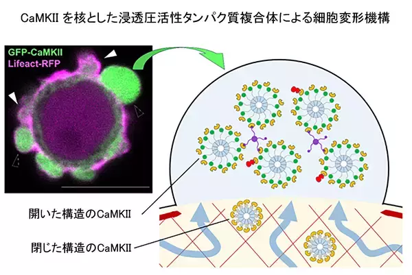 【横浜市立大学】がん細胞の遊走に関わるブレブの形成機構の解明