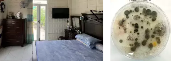 「ナノイー(帯電微粒子水)技術が、人体に有害なマイコトキシン（カビ毒）※1を不活化」の画像