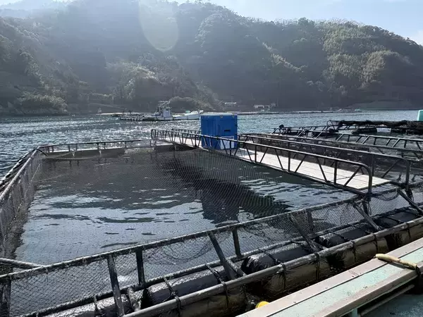 「AI技術により大型サイズに育てたサバを生でご提供国産ネタをテクノロジーの活用でおいしく「大型生さば」がくら寿司初登場―5月15日（金）より期間・店舗限定で販売―」の画像