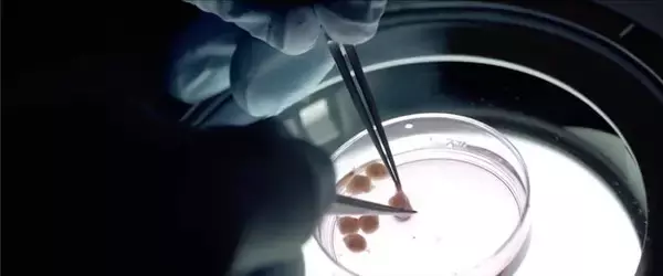 「世界初！培養肉に用いる細胞を効率的に増やす食品添加物を発見　低コストで環境負荷が少ない培養肉の生産技術確立に期待」の画像